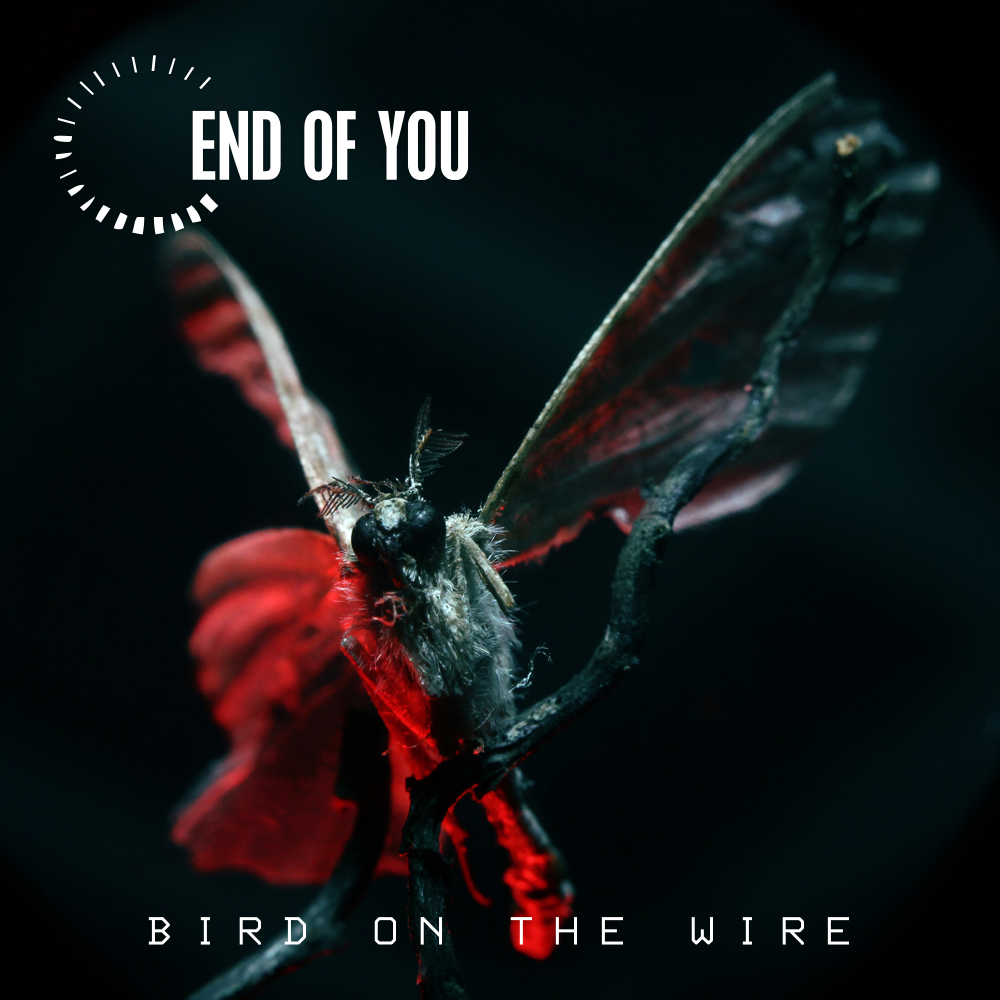 End of You - Bird on the Wire - Single cover